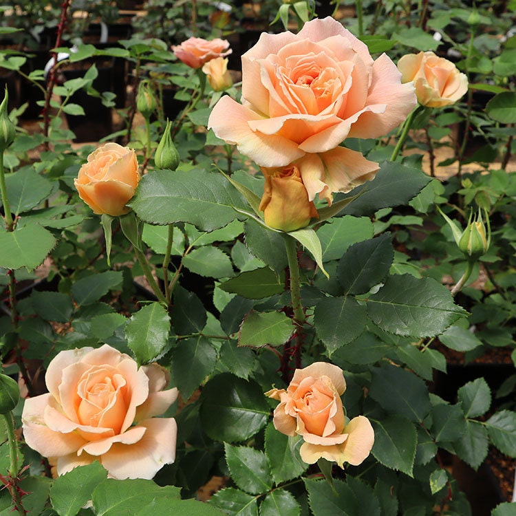 Japanese Rose 'Impact' (冲击) (1 Gal+ Live Plant) Shrub Rose