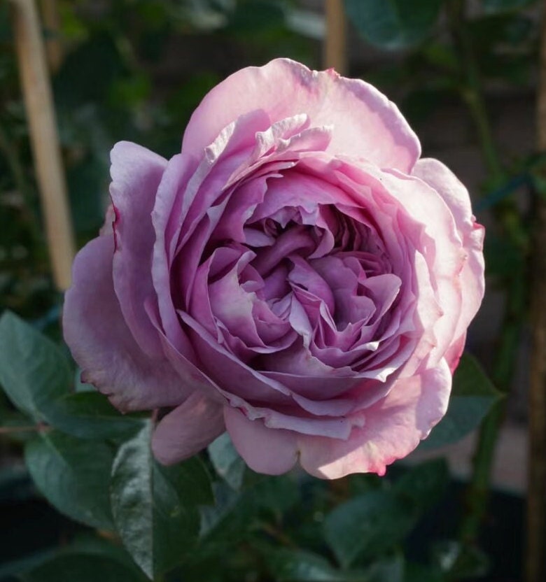 Japanese Rose 'Monarome' (芳香物语) (1 Gal+ Live Plant) Shrub Rose