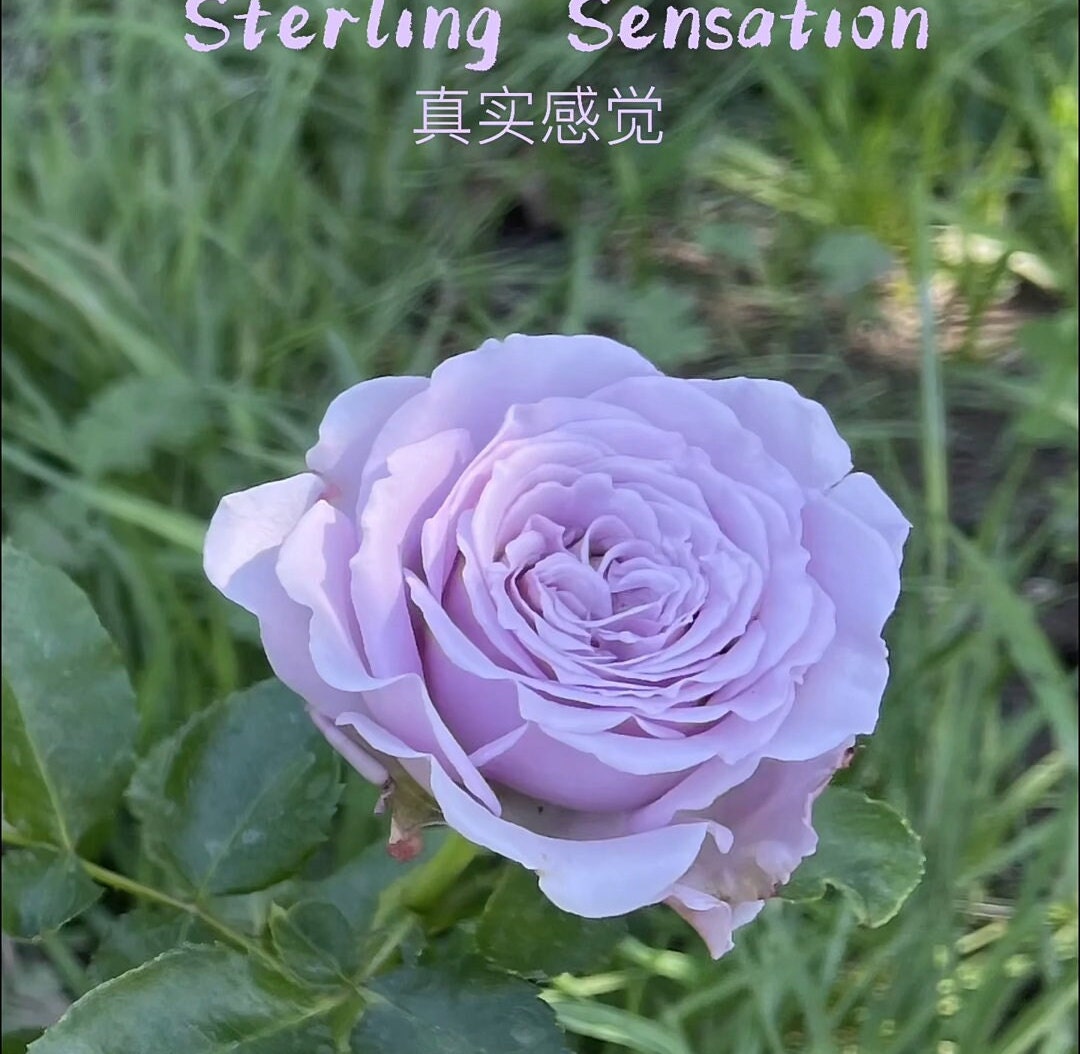 Rose 'Stirling Sensation' (真实感觉) (1 Gal+ Live Plant) Shrub Rose