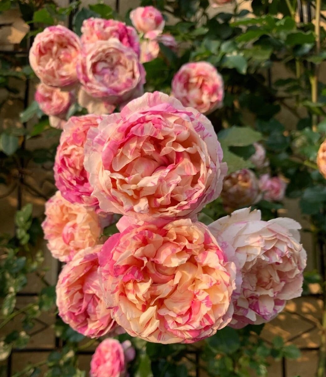 Climbing Rose 'Edouard Manet' (马奈) (1 Gal+ Live Plant)