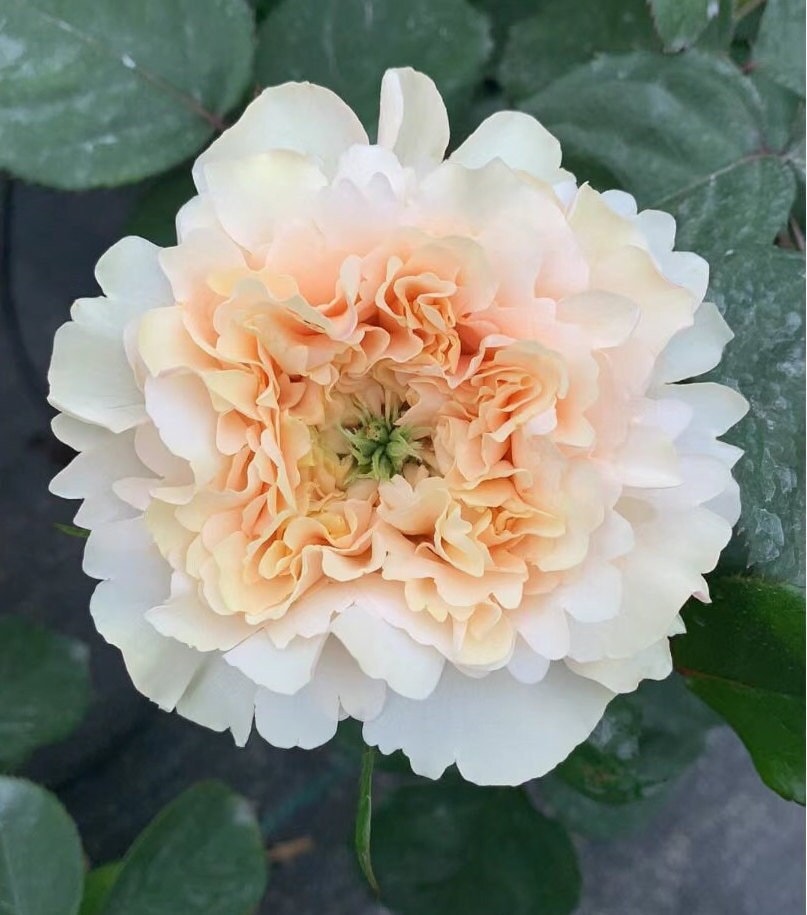 Rose 'Cream Fragrance' (奶油香水) (2 Gal+ Live Plant) Shrub Rose