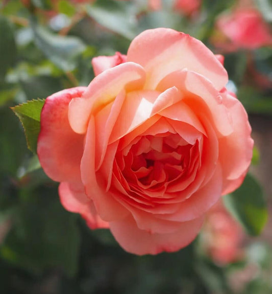 Rose 'Bijou Corail' (珊瑚珠宝) (1 Gal+ Live Plant) Shrub Rose
