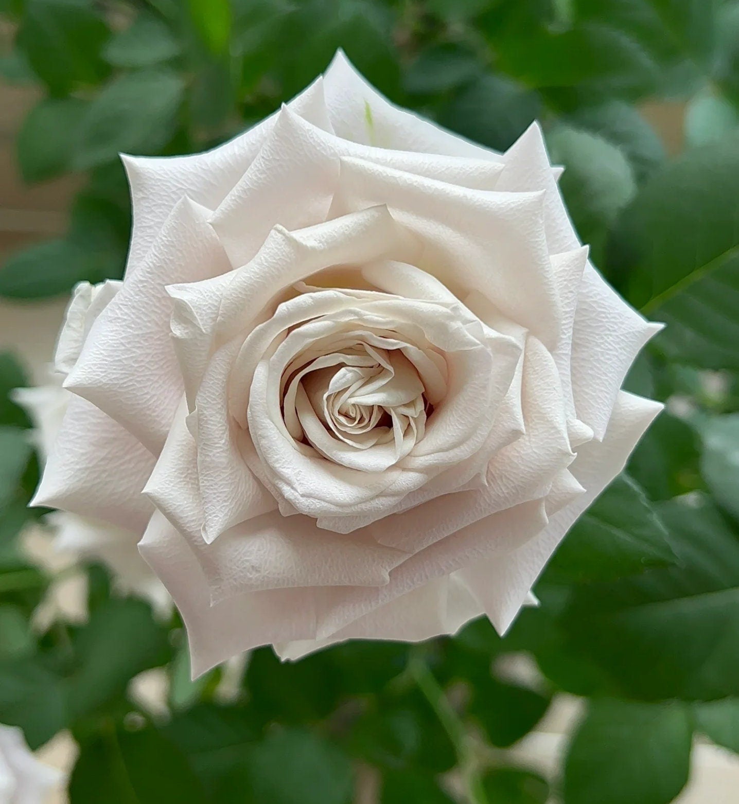 Rose 'Menta' (曼塔) (1 Gal+ Live Plant) Shrub Rose