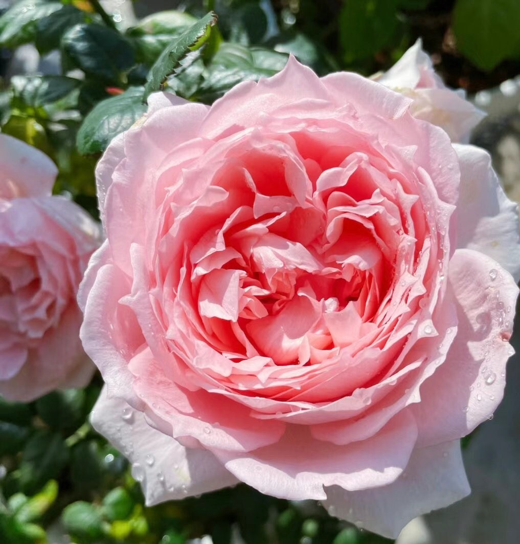 Rose 'Flow' (涌流) (1 Gal+ Live Plant) Shrub Rose