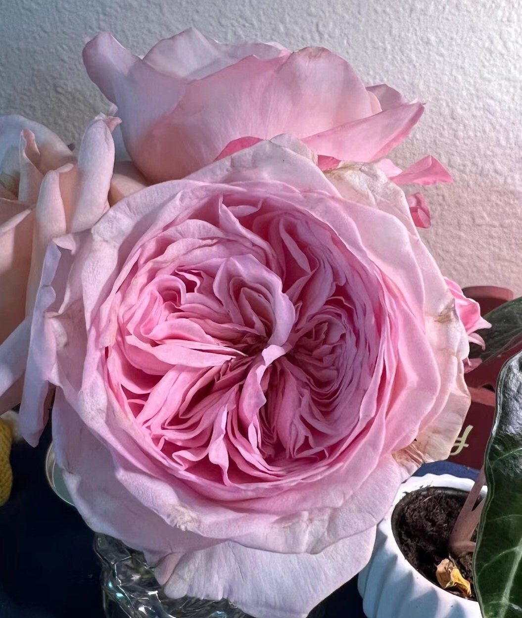 Rose 'Special Bride' (特别新娘) (2 Gal+ Live Plant) Shrub Rose
