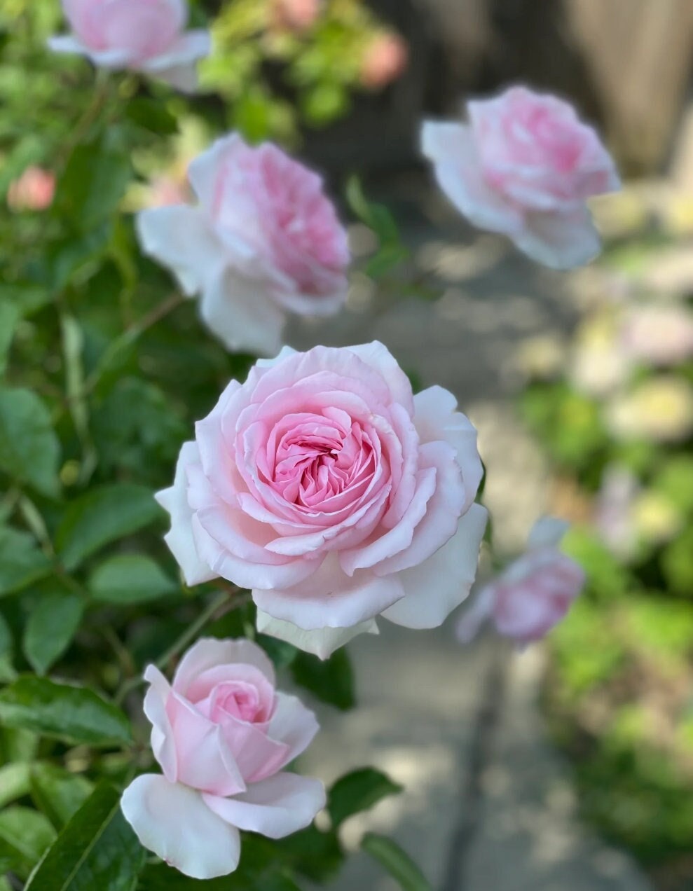 Rose 'Pretty Karen' (楚楚动人) (1 Gal+ Live Plant) Shrub Rose