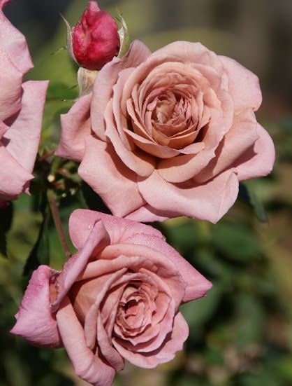 Rose 'Simply Gorgeous' (简雅) (1 Gal+ Live Plant) Shrub Rose