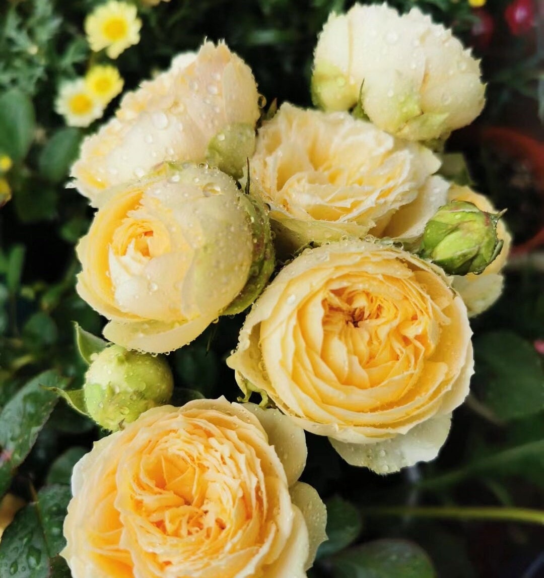 Japanese Rose 'Catalina' (凯特琳娜) (2 Gal+ Live Plant) Shrub Rose