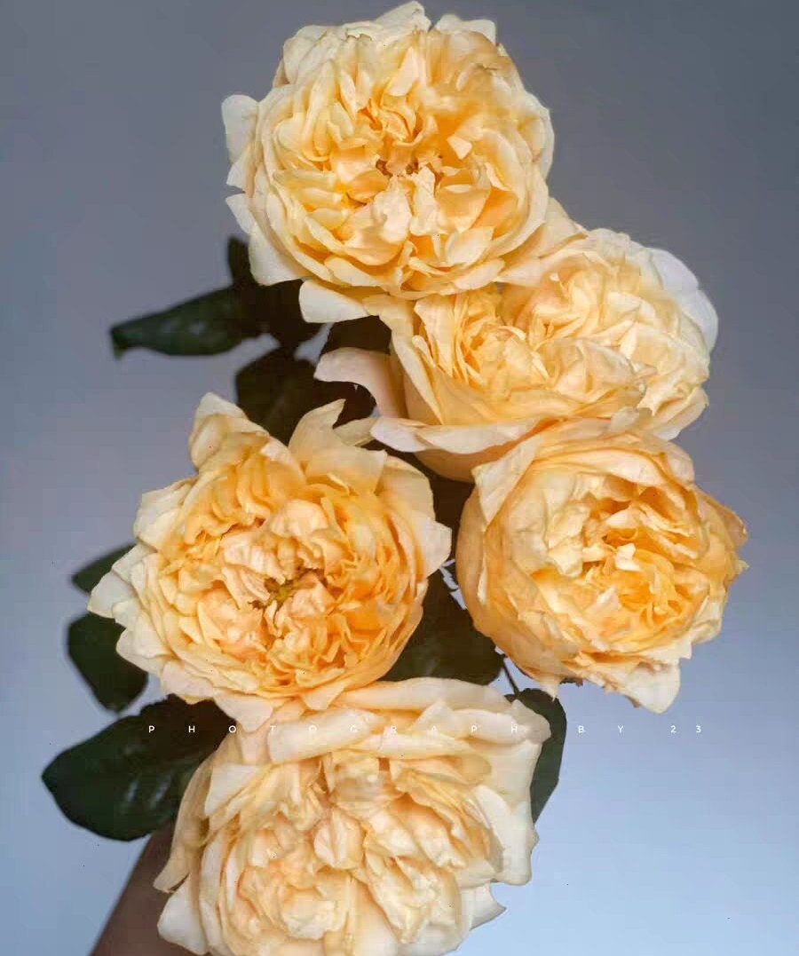 Rose 'Campanella Peach' (风铃桃) (1 Gal+ Live Plant) Cut Rose