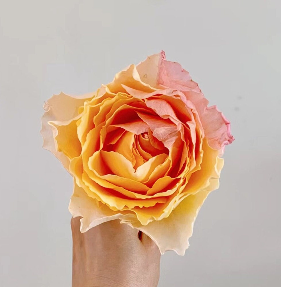 Rose 'Campanella Peach' (风铃桃) (1 Gal+ Live Plant) Cut Rose