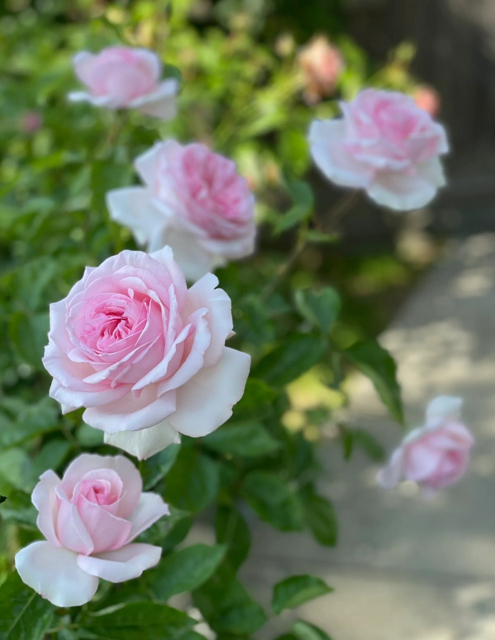 Rose 'Pretty Karen' (楚楚动人) (1 Gal+ Live Plant) Shrub Rose