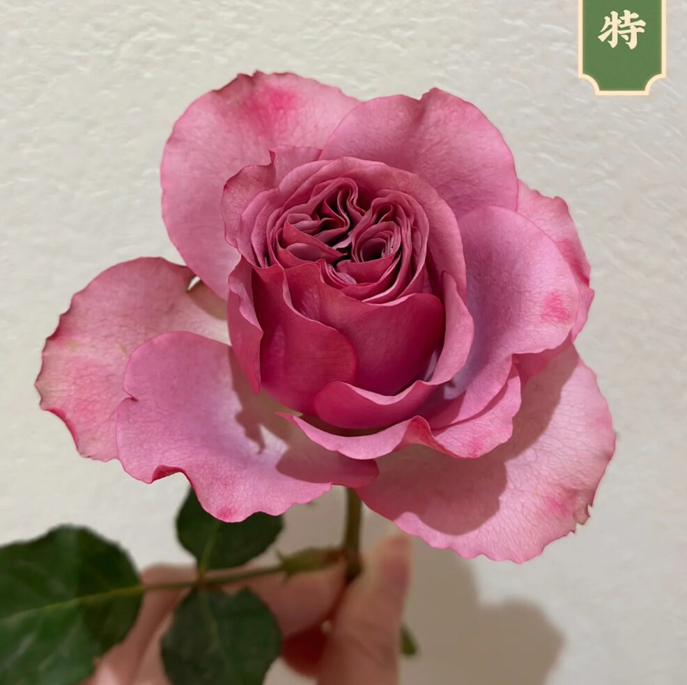 Rose 'Mont Marte' (蒙特马特) (1 Gal+ Live Plant) Shrub Rose
