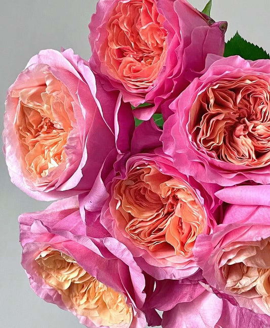 Rose 'Victorian Secret' (维多利亚的秘密) (1 Gal+ Live Plant) Shrub Rose