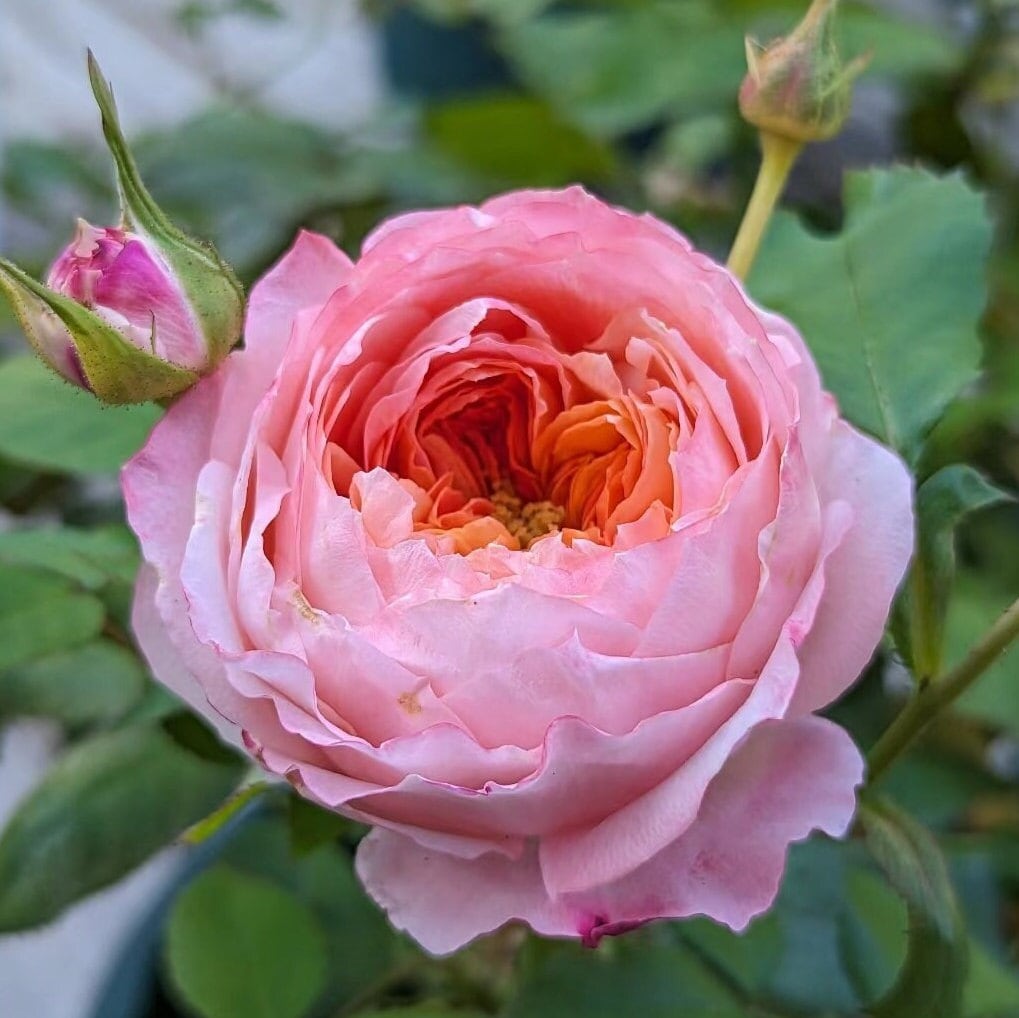 Japanese Rose 'Princess Sakura' (樱花公主) (1 Gal+ Live Plant) Shrub Rose