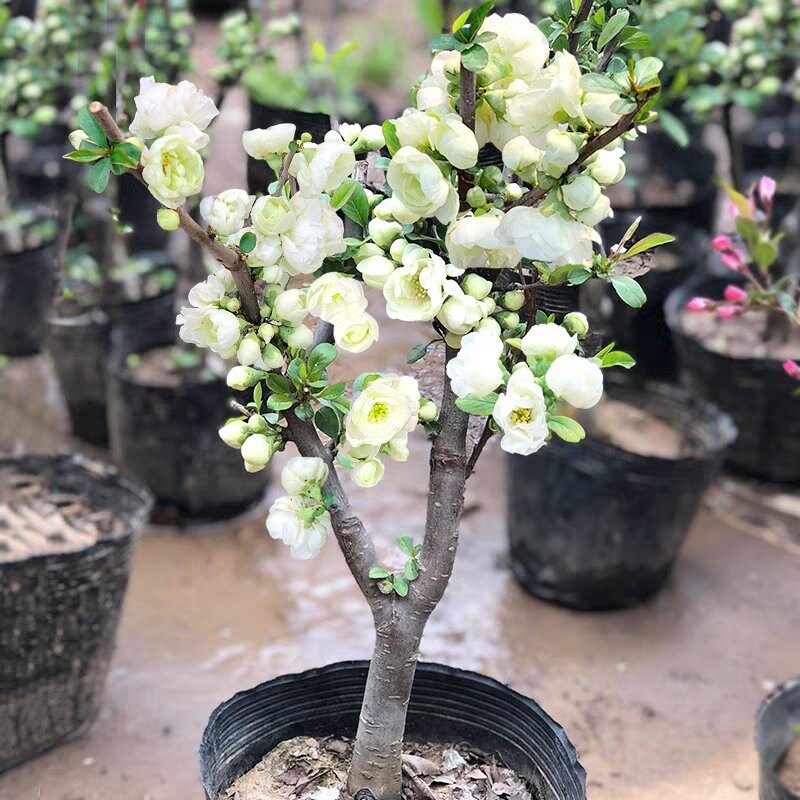 Flowering Japanese 'Emerald Begonia' (日本复瓣绿宝石海棠) Bare Root Living Plant