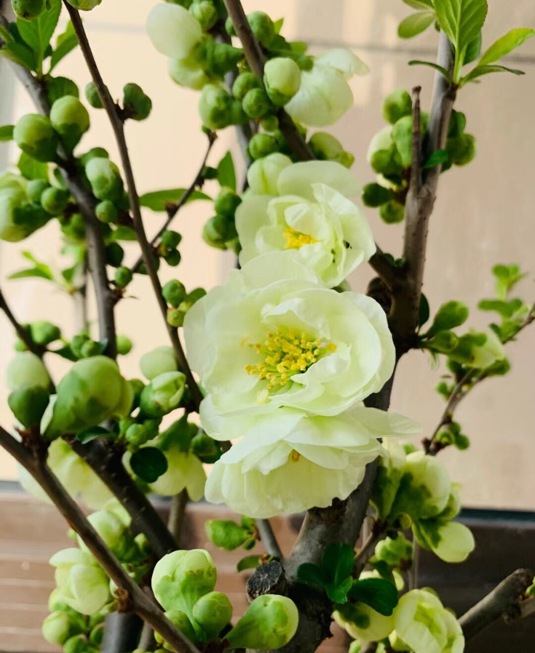 Flowering Japanese 'Emerald Begonia' (日本复瓣绿宝石海棠) Bare Root Living Plant