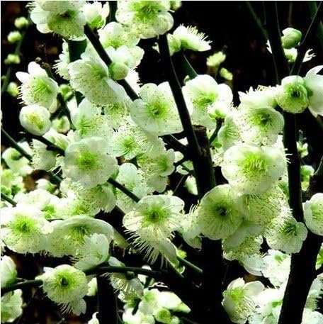 Flowering Plum Tree 'Long Stamen Green Sepal' (绿萼梅) Bare Root