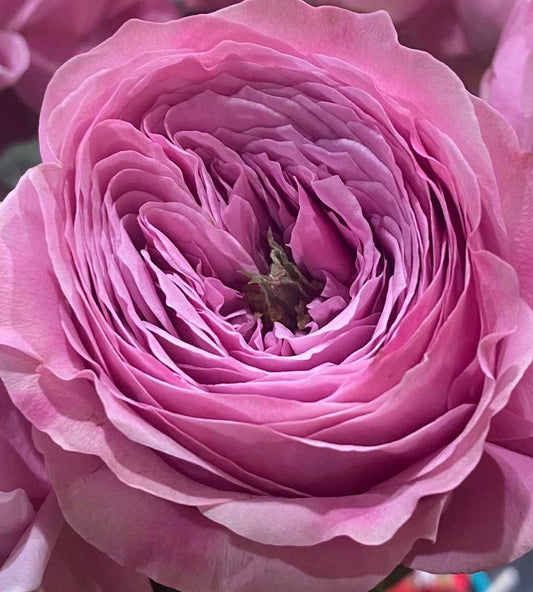 Rose ' forbidden Perfume' (禁忌感官) (2 Gal+ Live Plant) Shrub Rose