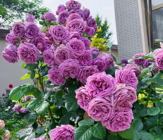 Rose 'Blue' (微蓝) (2 Gal Live Plant) Shrub Rose