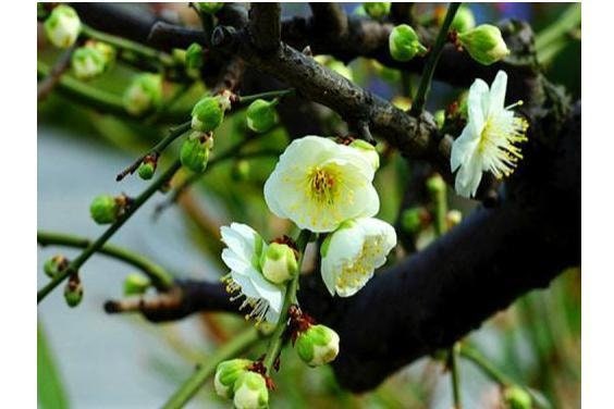 Flowering Plum Tree 'Long Stamen Green Sepal' (绿萼梅) Bare Root