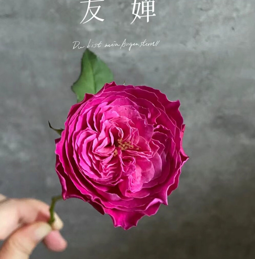 Rose 'Yu Zen' (友褝) (1 Gal+ Live Plant) Shrub Rose