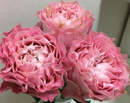 Rose 'All 4 cherry blossoms' (四樱) (1 Gal+ Live Plant) Shrub Rose