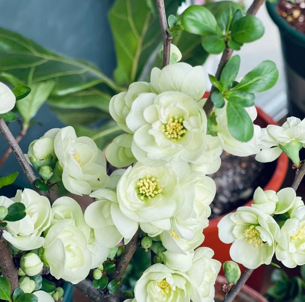 Flowering Japanese 'Emerald Begonia' (日本复瓣绿宝石海棠) Bare Root Living Plant