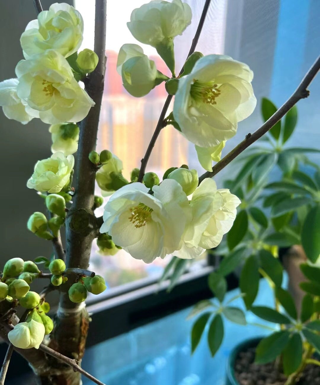 Flowering Japanese 'Emerald Begonia' (日本复瓣绿宝石海棠) Bare Root Living Plant