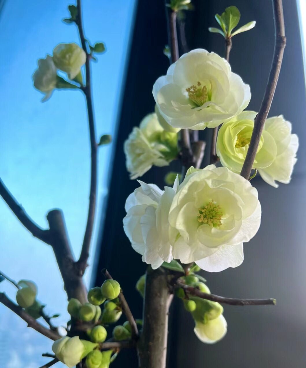 Flowering Japanese 'Emerald Begonia' (日本复瓣绿宝石海棠) Bare Root Living Plant