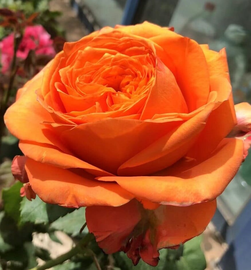 Japanese Rose 'Arancia' (橙意) (2 Gal+ Live Plant) Shrub Rose