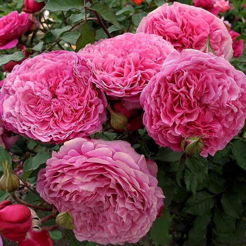 Rose 'ventilo' (扇子) (2 Gal+ Live Plant) Shrub Rose