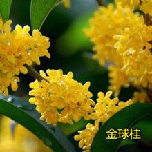 Osmanthus Fragrans 'Jin Qiu Gui' (金球桂花) (1 Gal Live Plant) ( Fragrant)