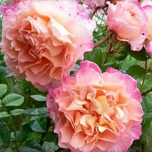 Rose 'Augusta Luis' (奥古斯塔. 路易斯) (2Gal+ Live Plant)  Large flowers, strong fragrance, disease resistance, cut flowers Shrub Rose