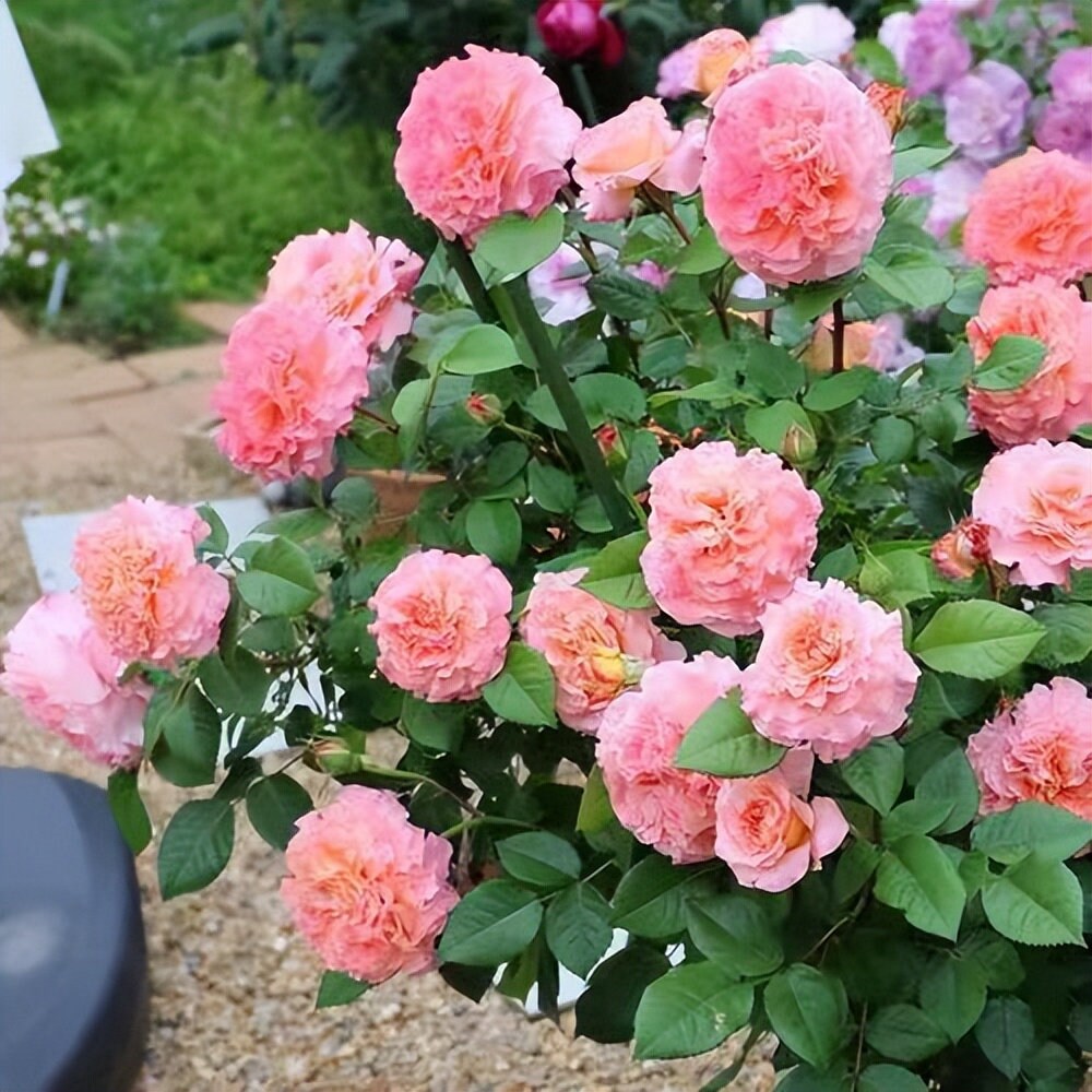 Rose 'Augusta Luis' (奥古斯塔. 路易斯) (2Gal+ Live Plant)  Large flowers, strong fragrance, disease resistance, cut flowers Shrub Rose