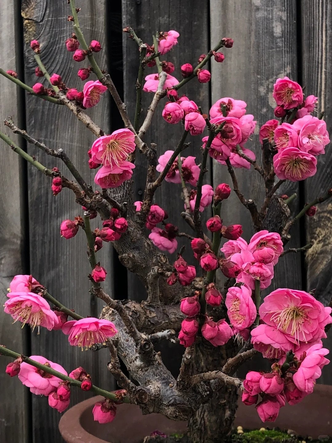 Flowering Plum Tree 'Gulihongmei' (骨里红梅) Bare Root