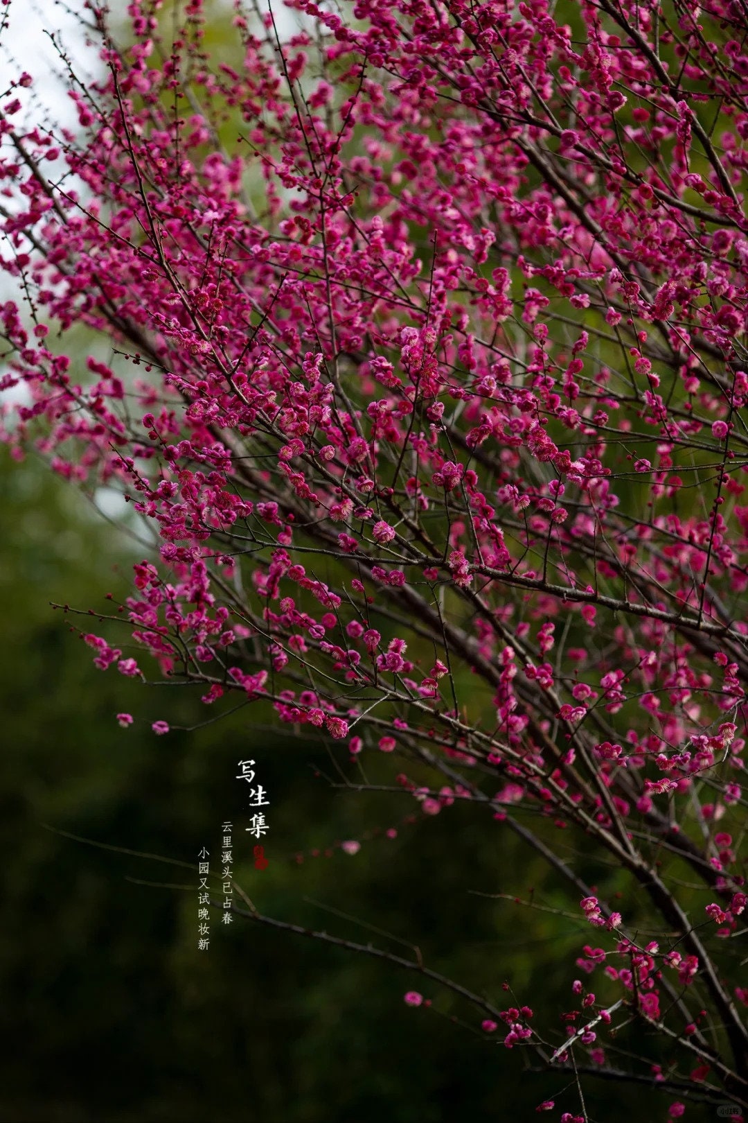 Flowering Plum Tree 'Gulihongmei' (骨里红梅) Bare Root