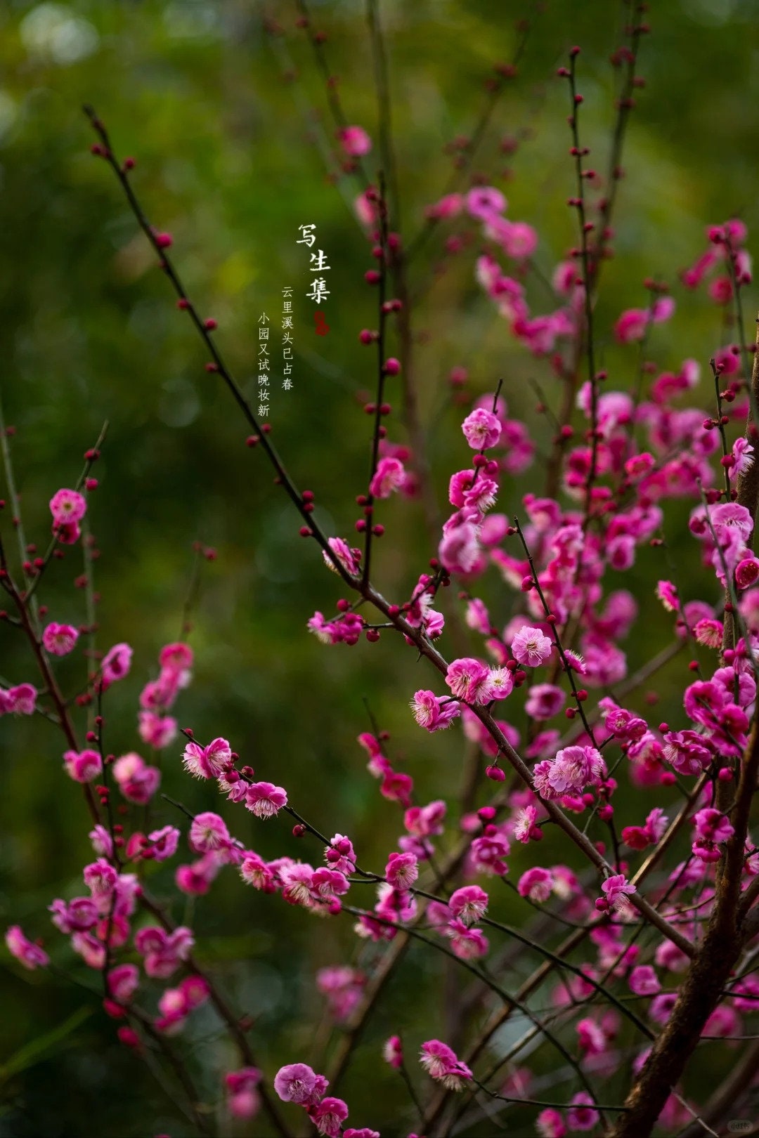 Flowering Plum Tree 'Gulihongmei' (骨里红梅) Bare Root