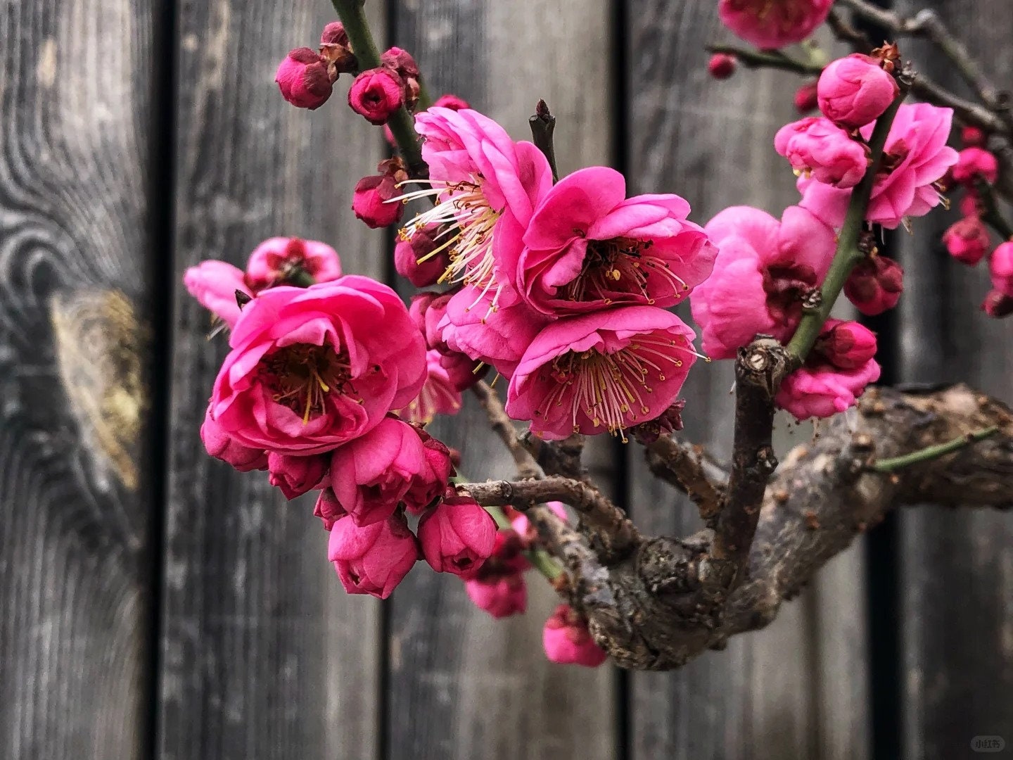 Flowering Plum Tree 'Gulihongmei' (骨里红梅) Bare Root