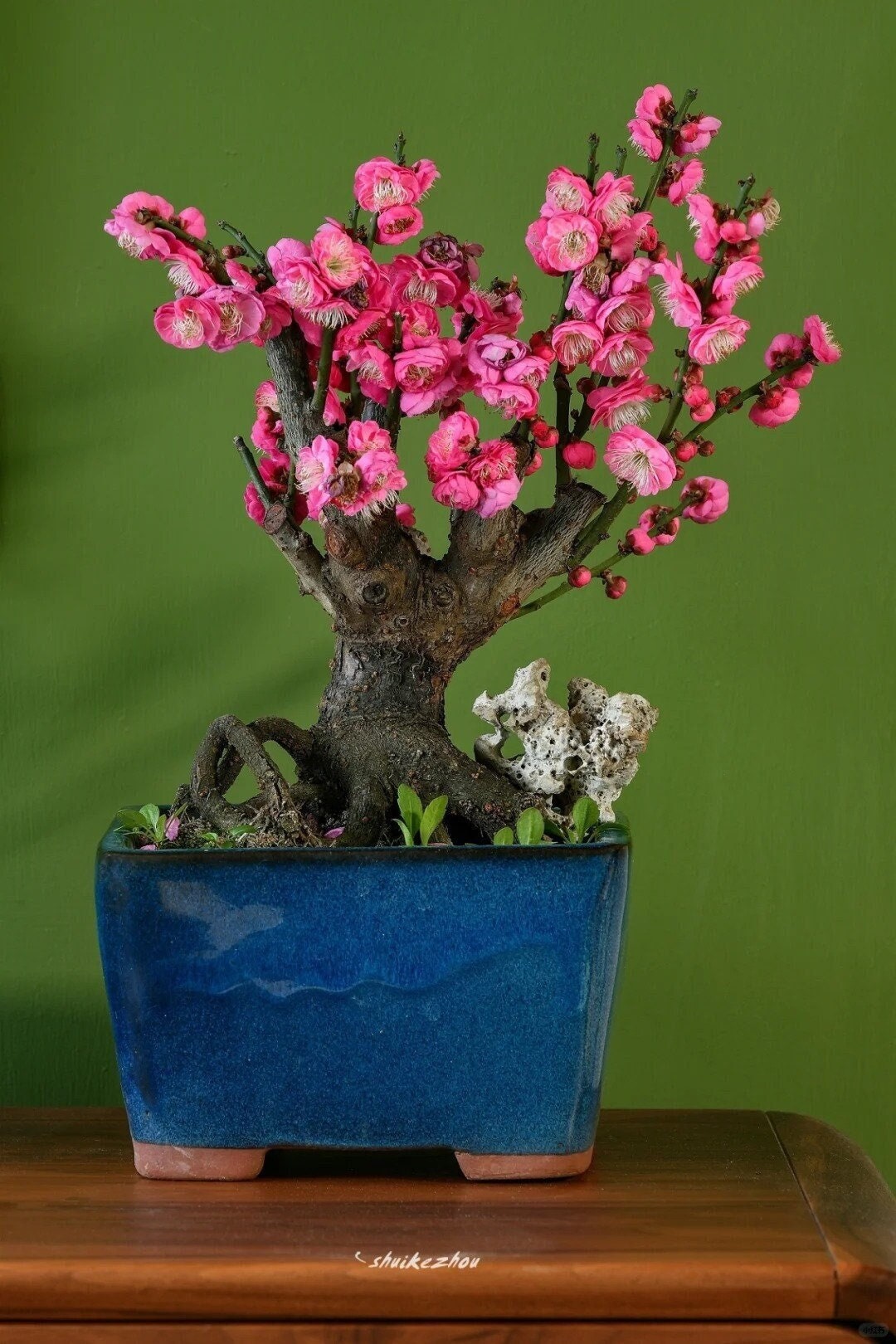 Flowering Plum Tree 'Gulihongmei' (骨里红梅) Bare Root