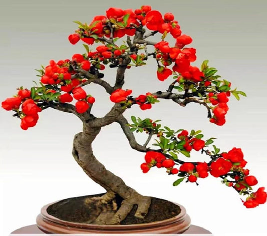 Japanese Four Seasons Longevity Crown Begonia (日本四季长寿冠海棠盆景) Bare Root Living Plant