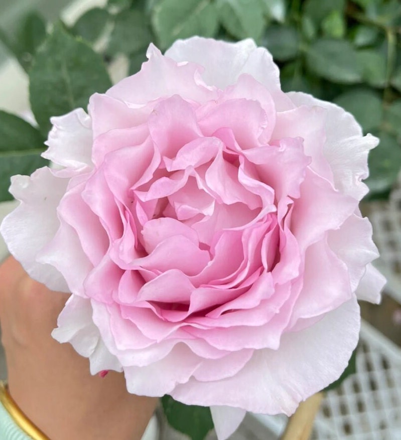 Rose 'Lu Ning Xiang' (露凝香) (1 Gal+ Live Plant) Shrub Rose