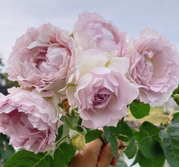 Rose 'Lu Ning Xiang' (露凝香) (1 Gal+ Live Plant) Shrub Rose