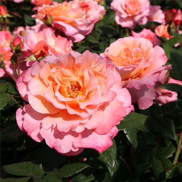 Rose  Gorgeous  华丽丽 (1 Gal+ Live Plant) Shrub Rose