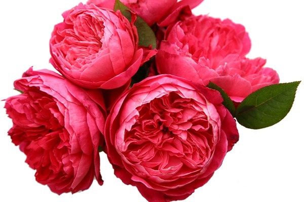 Rose Plant ‘Accademia’ | 学院, 阿卡德米亚 (1 Gal+ Live Plant) Shrub Rose