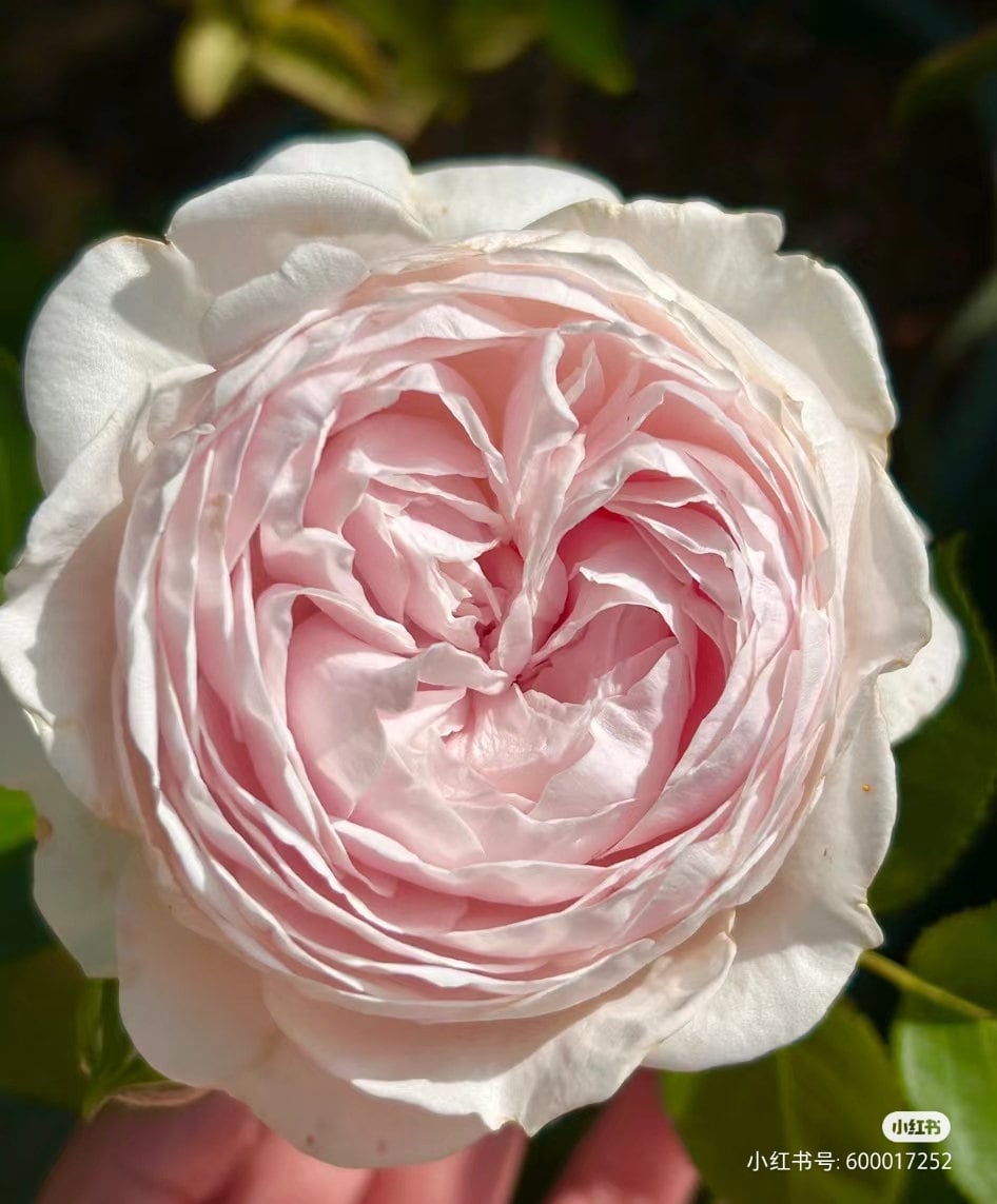 Rose Plant ‘Clotilde Soupert’  粉妆楼, 玉玲珑(1 Gal+ Live Plant) Shrub Rose
