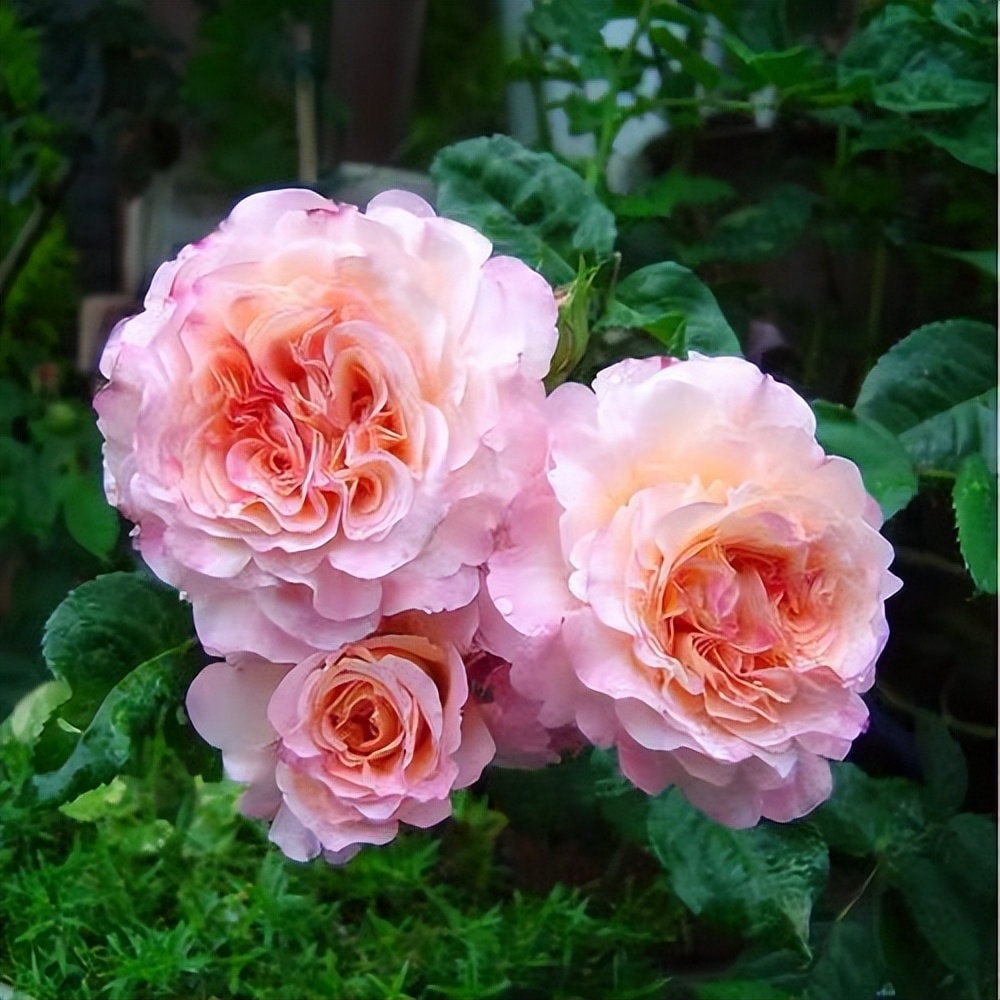 Rose 'Augusta Luis' (奥古斯塔. 路易斯) (2Gal+ Live Plant)  Large flowers, strong fragrance, disease resistance, cut flowers Shrub Rose