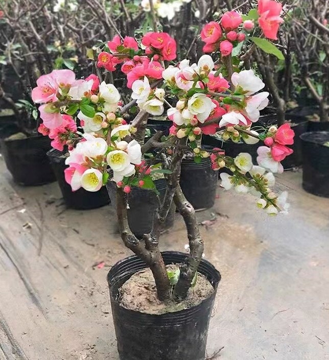 Flowering Japanese 'Oriental Jinbegonia' (日本东洋锦海棠) Bare Root