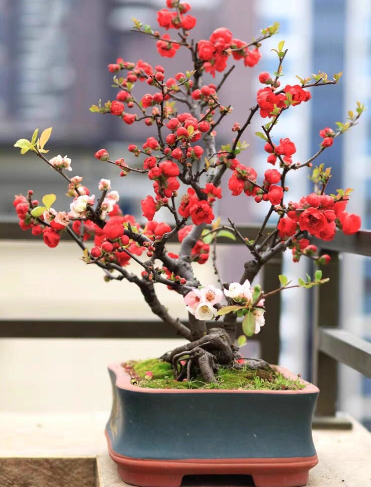 Flowering Japanese 'Oriental Jinbegonia' (日本东洋锦海棠) Bare Root