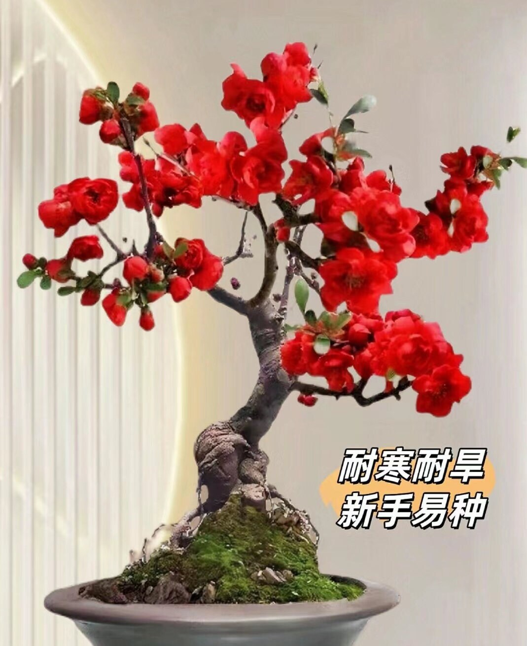 Japanese Four Seasons Longevity Crown Begonia (日本四季长寿冠海棠盆景) Bare Root Living Plant