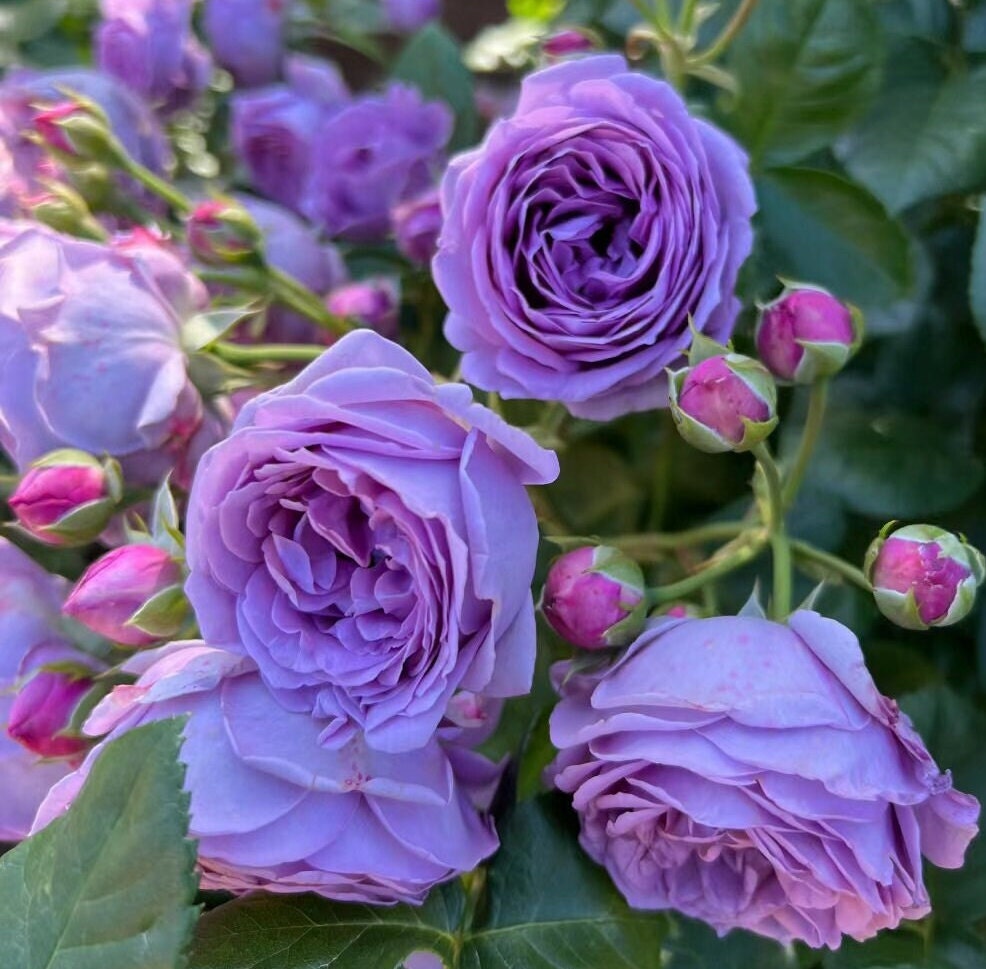 Rose 'Blue' (微蓝) (2 Gal Live Plant) Shrub Rose